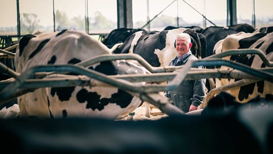 Farmer smiling while standing amongst dairy cows